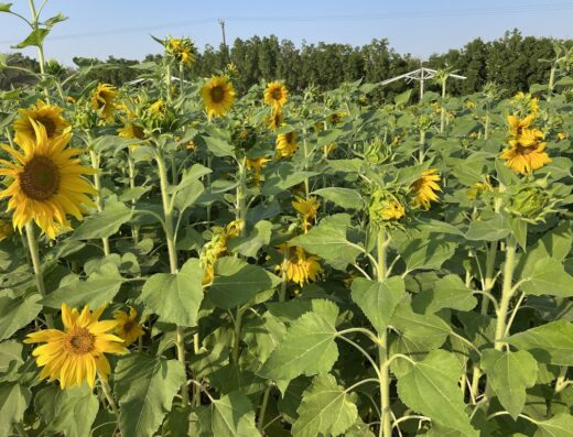 Benzer Farms